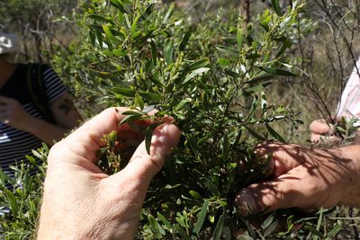 Acacia ixiophylla, photographed by Greg Tasney
