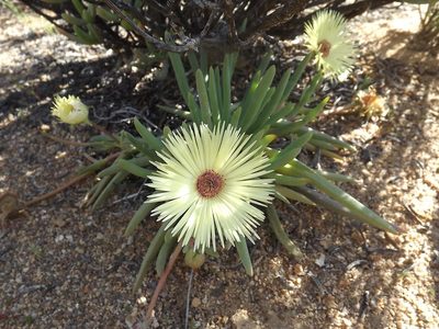 Cephalophyllum pillansii, photographed by James Deacon