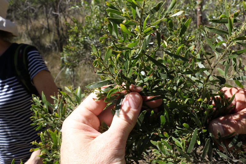 Acacia ixiophylla, photographed by Greg Tasney