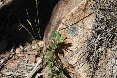 Pultenaea petiolaris, photographed by Greg Tasney