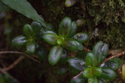 Columnea glabra, photographed by Jake Rehage
