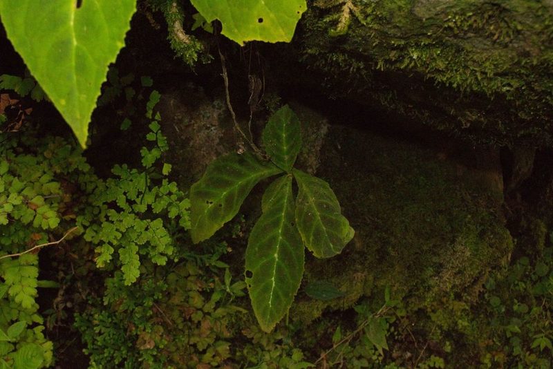 Drymonia parviflora, photographed by Jake Rehage