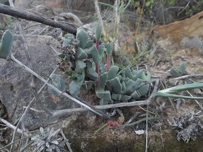 Cheiridopsis spiculata, photographed by James Deacon