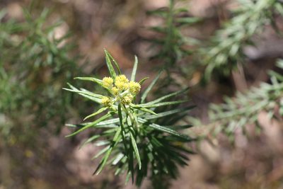 Cassinia straminea, photographed by Greg Tasney
