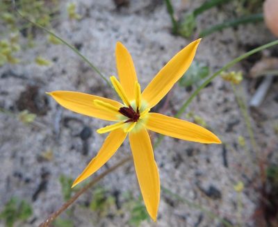 Pauridia linearis, photographed by linkie