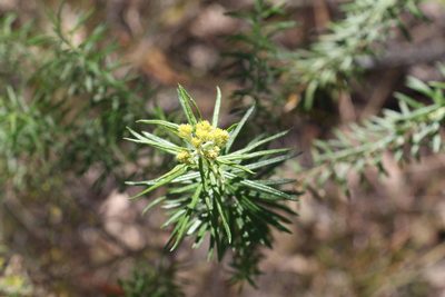 Cassinia straminea, photographed by Greg Tasney