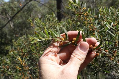 Acacia ixiophylla, photographed by Greg Tasney