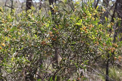 Acacia ixiophylla, photographed by Greg Tasney