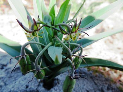 Ornithoglossum viride, photographed by linkie