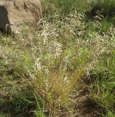 Eragrostis nindensis, photographed by Nicola van Berkel