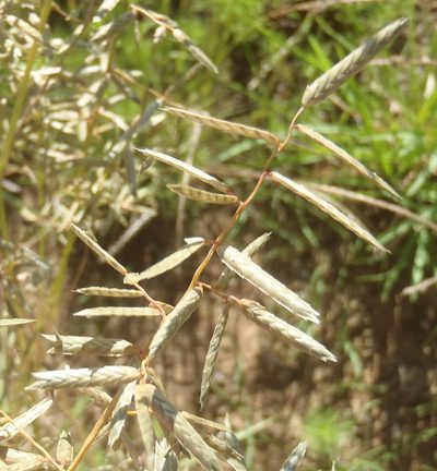 Eragrostis nindensis, photographed by Nicola van Berkel