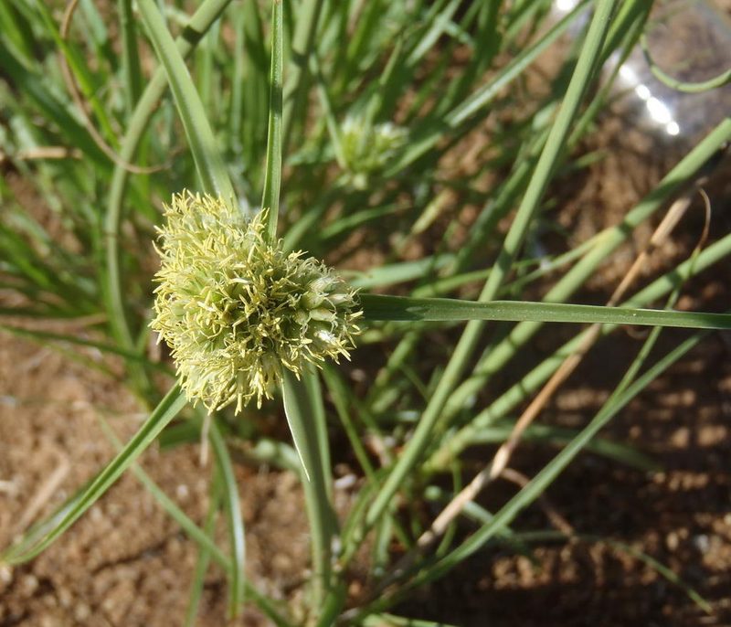 Cyperus capensis, photographed by Nicola van Berkel