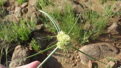 Cyperus capensis, photographed by Nicola van Berkel