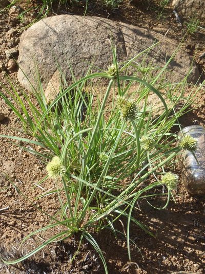 Cyperus capensis, photographed by Nicola van Berkel