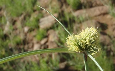 Cyperus capensis, photographed by Nicola van Berkel