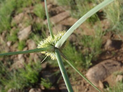 Cyperus capensis, photographed by Nicola van Berkel