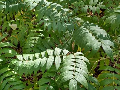 Sorbaria sorbifolia, photographed by Alexander Dubynin