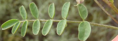 Lessertia annularis, photographed by Nicola van Berkel