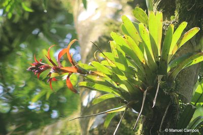 Tillandsia leiboldiana, photographed by Manuel Campos