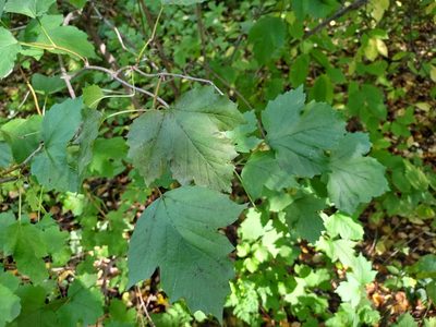 Crataegus sanguinea, photographed by Alexander Dubynin
