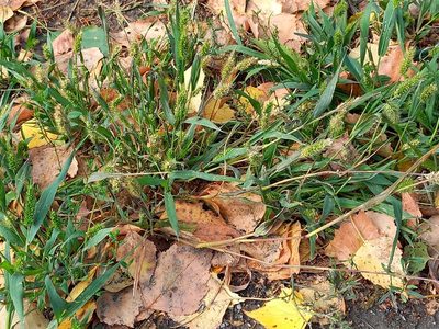 Setaria viridis, photographed by Alexander Dubynin
