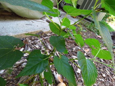 Ampelopsis cordata, photographed by Annika Lindqvist