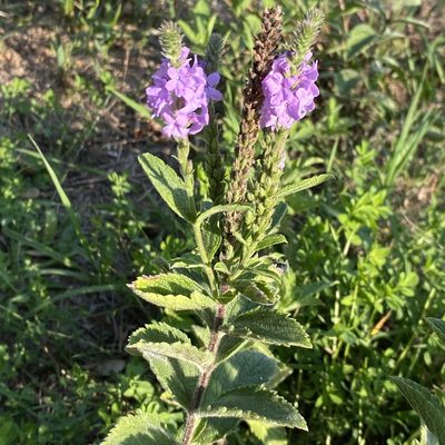 Verbena stricta, photographed by Michelle Orcutt