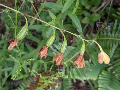 Spathoglottis pubescens, photographed by portioid