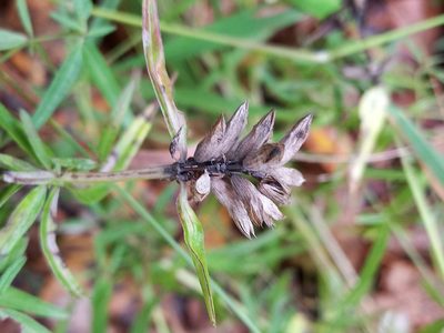 Dracocephalum ruyschiana, photographed by Alexander Dubynin