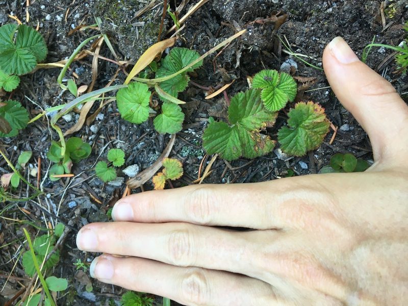Rubus lasiococcus, photographed by Hilary Rose Dawson