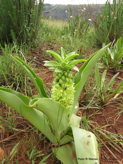 Eucomis humilis, photographed by Peter Warren