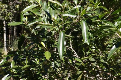 Geijera salicifolia, photographed by Greg Tasney