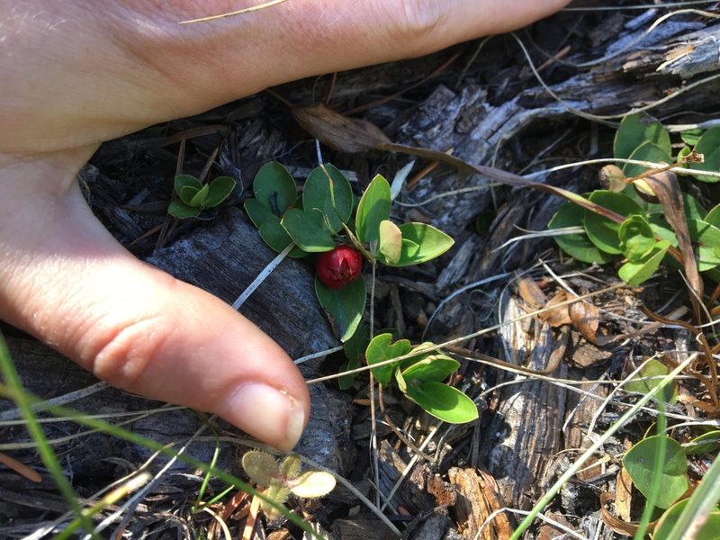 Gaultheria humifusa, photographed by Hilary Rose Dawson