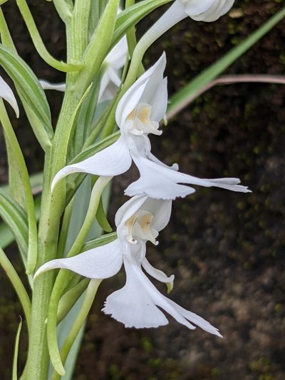 Habenaria dentata, photographed by portioid