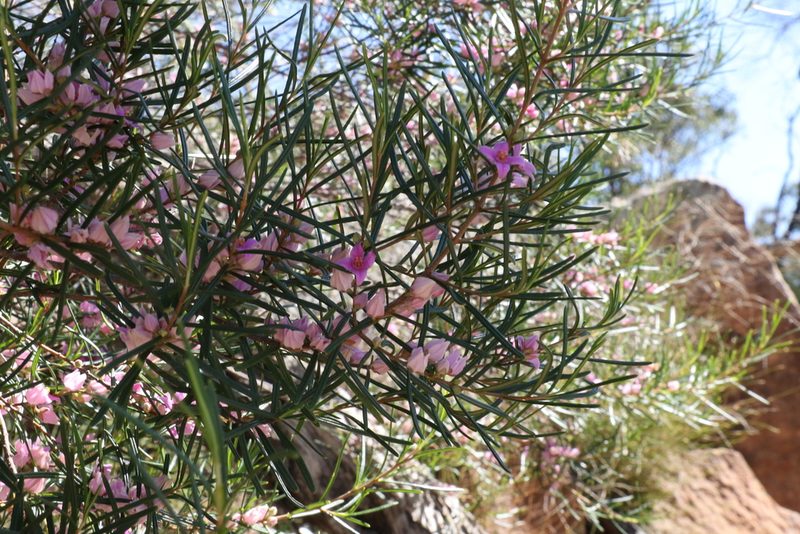 Boronia splendida, photographed by Greg Tasney