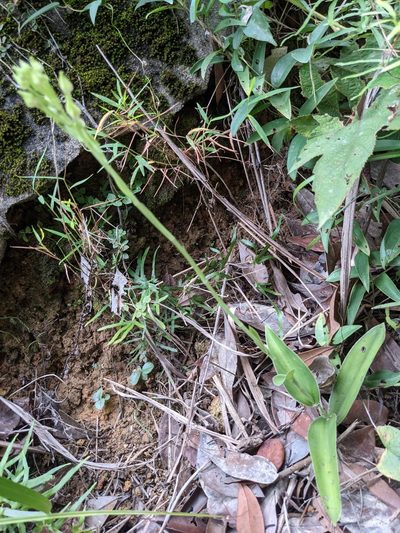 Habenaria dentata, photographed by portioid