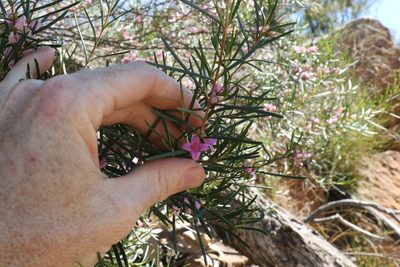 Boronia splendida, photographed by Greg Tasney