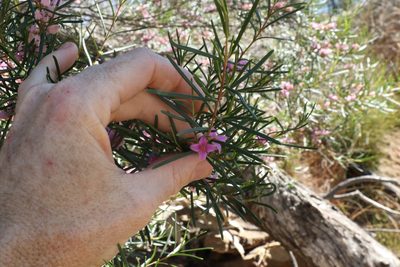 Boronia splendida, photographed by Greg Tasney