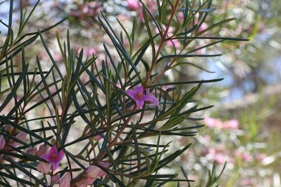 Boronia splendida, photographed by Greg Tasney