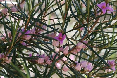 Boronia splendida, photographed by Greg Tasney