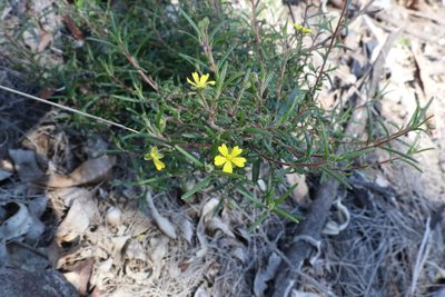 Hibbertia cistoidea, photographed by Greg Tasney