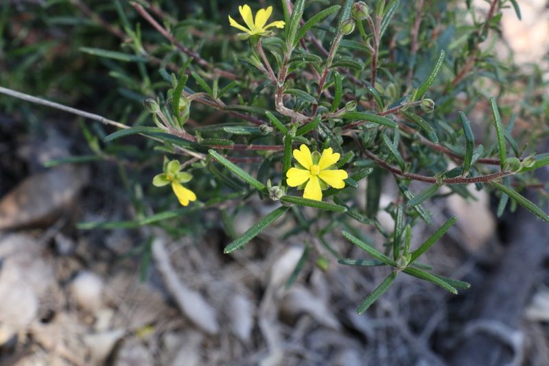 Hibbertia cistoidea, photographed by Greg Tasney