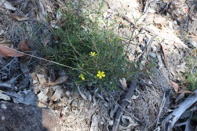 Hibbertia cistoidea, photographed by Greg Tasney