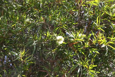 Melaleuca formosa, photographed by Greg Tasney