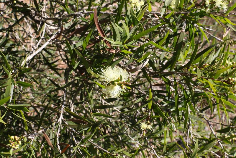 Melaleuca formosa, photographed by Greg Tasney