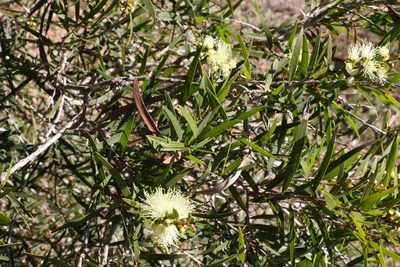 Melaleuca formosa, photographed by Greg Tasney