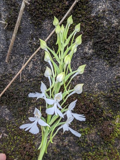 Habenaria dentata, photographed by portioid