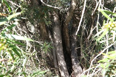 Melaleuca formosa, photographed by Greg Tasney