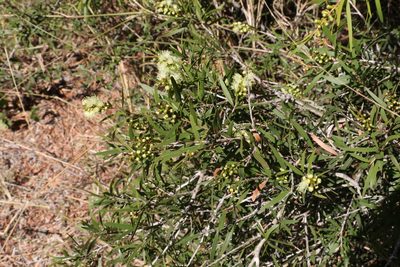 Melaleuca formosa, photographed by Greg Tasney
