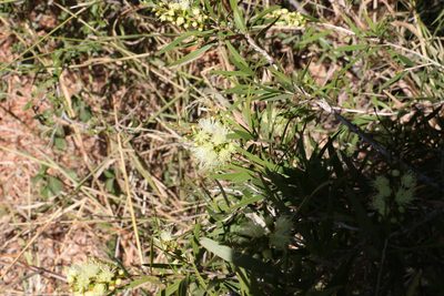 Melaleuca formosa, photographed by Greg Tasney